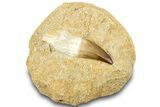 Fossil Mosasaur (Prognathodon) Tooth in Rock - Partial Root #311869-1